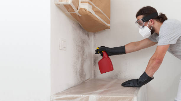 Professional Black Mold Remediation technician working in Port Tobacco, MD
