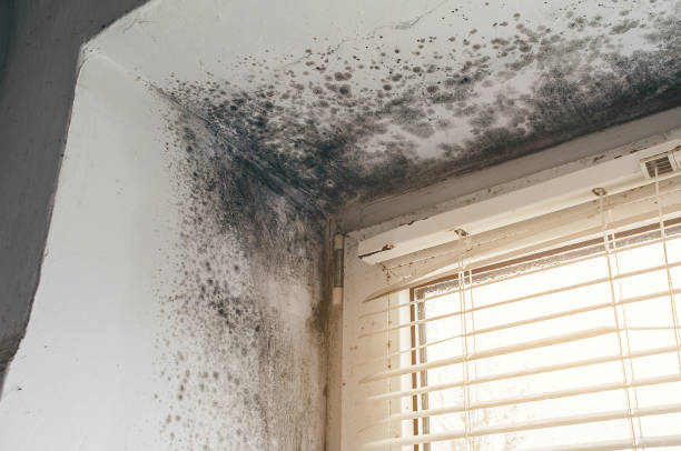 Affordable Black Mold Remediation solutions in Port Tobacco, MD